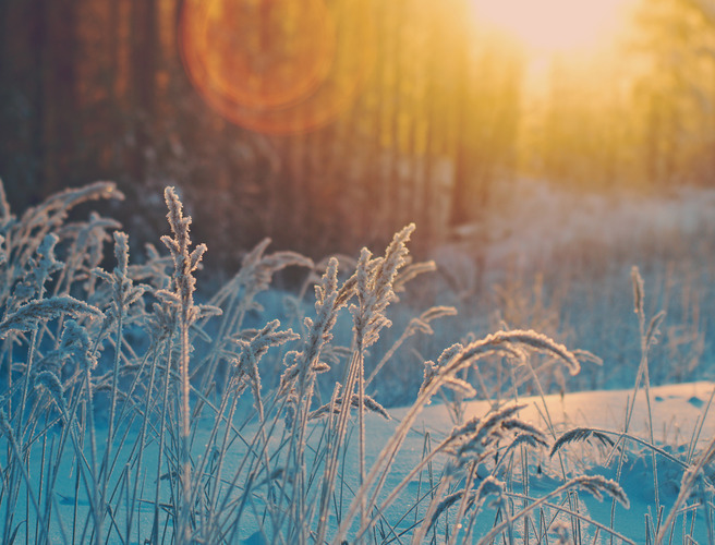 Лесная терапия: программа, которая поможет вам расслабиться